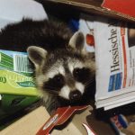 Raccoons in a bin: does the patchwork approach deliver a cohesive curriculum?